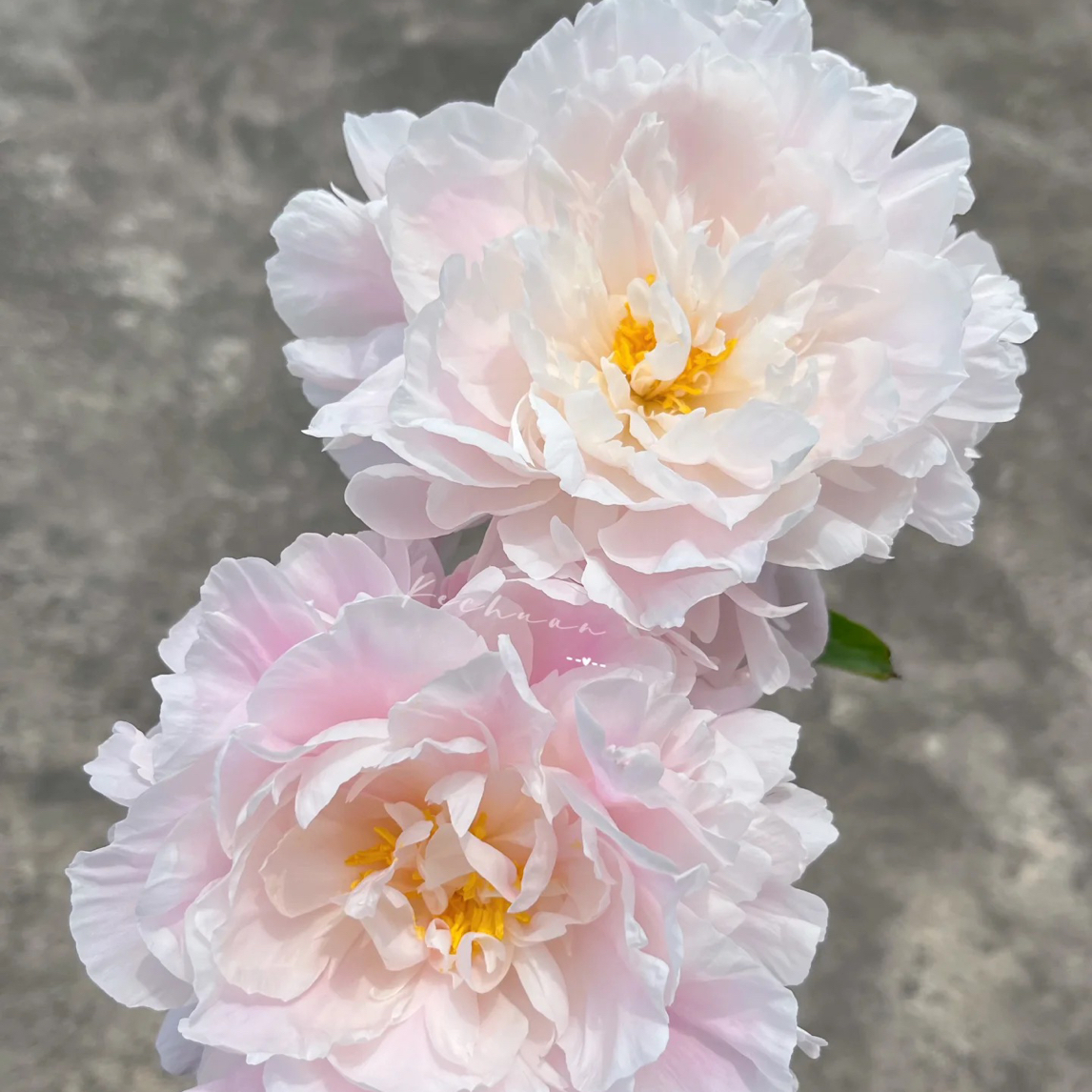 【终生粉】重瓣芍药花苗浓香型耐寒耐热适合阳台庭院盆栽