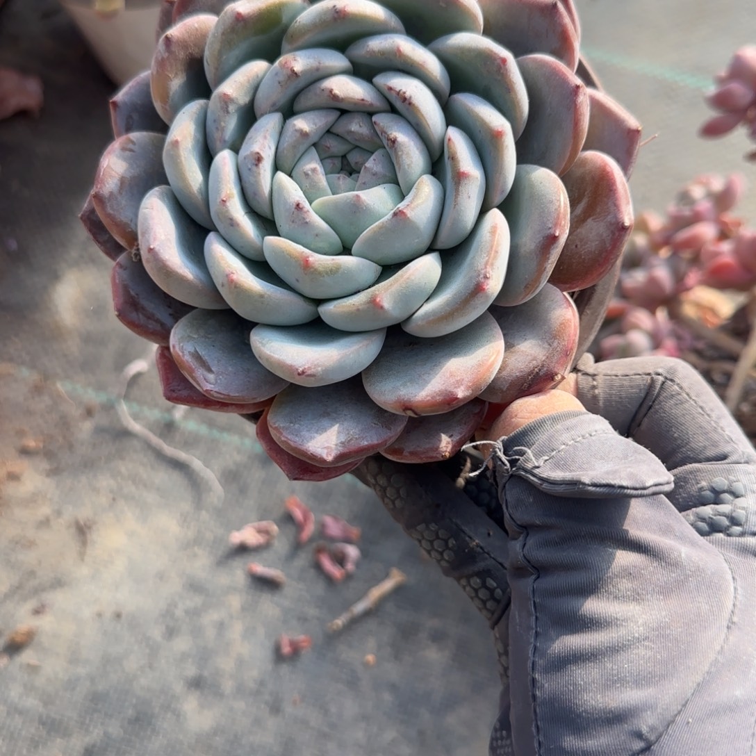 无花朵白冰大单头