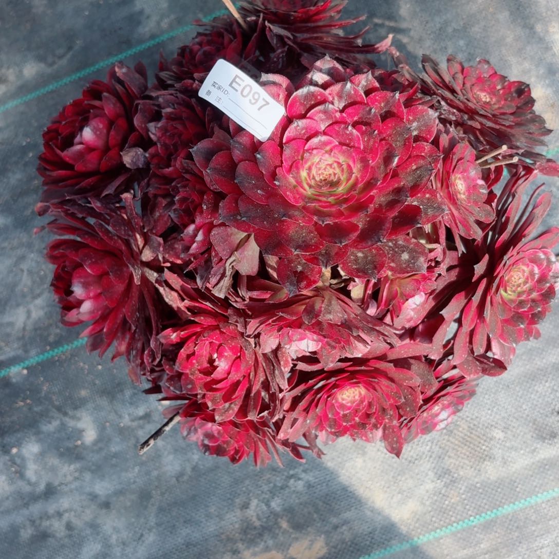 097美肌多肉植物