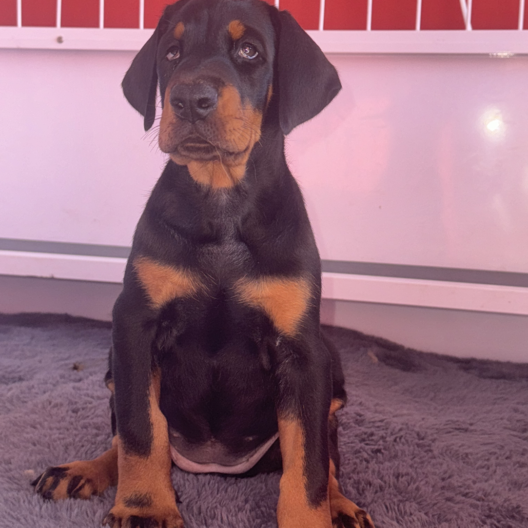 百川德系杜宾幼犬