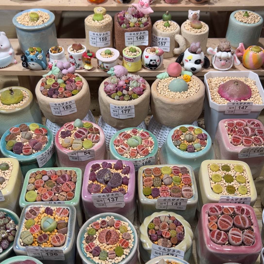 舞**蹈多肉植物小景天10个粉色