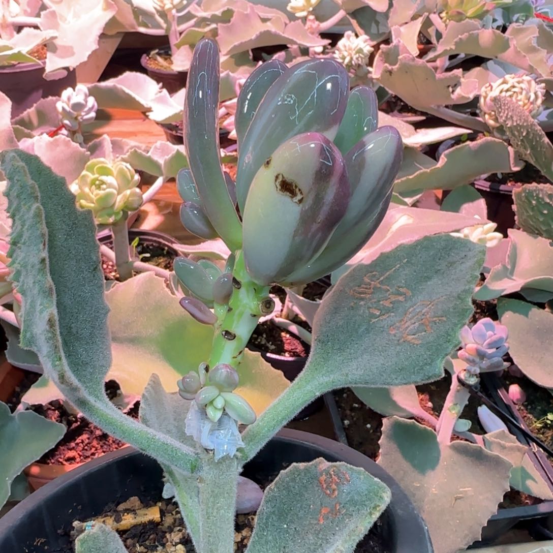 艾*丽奶锦，，多肉植物