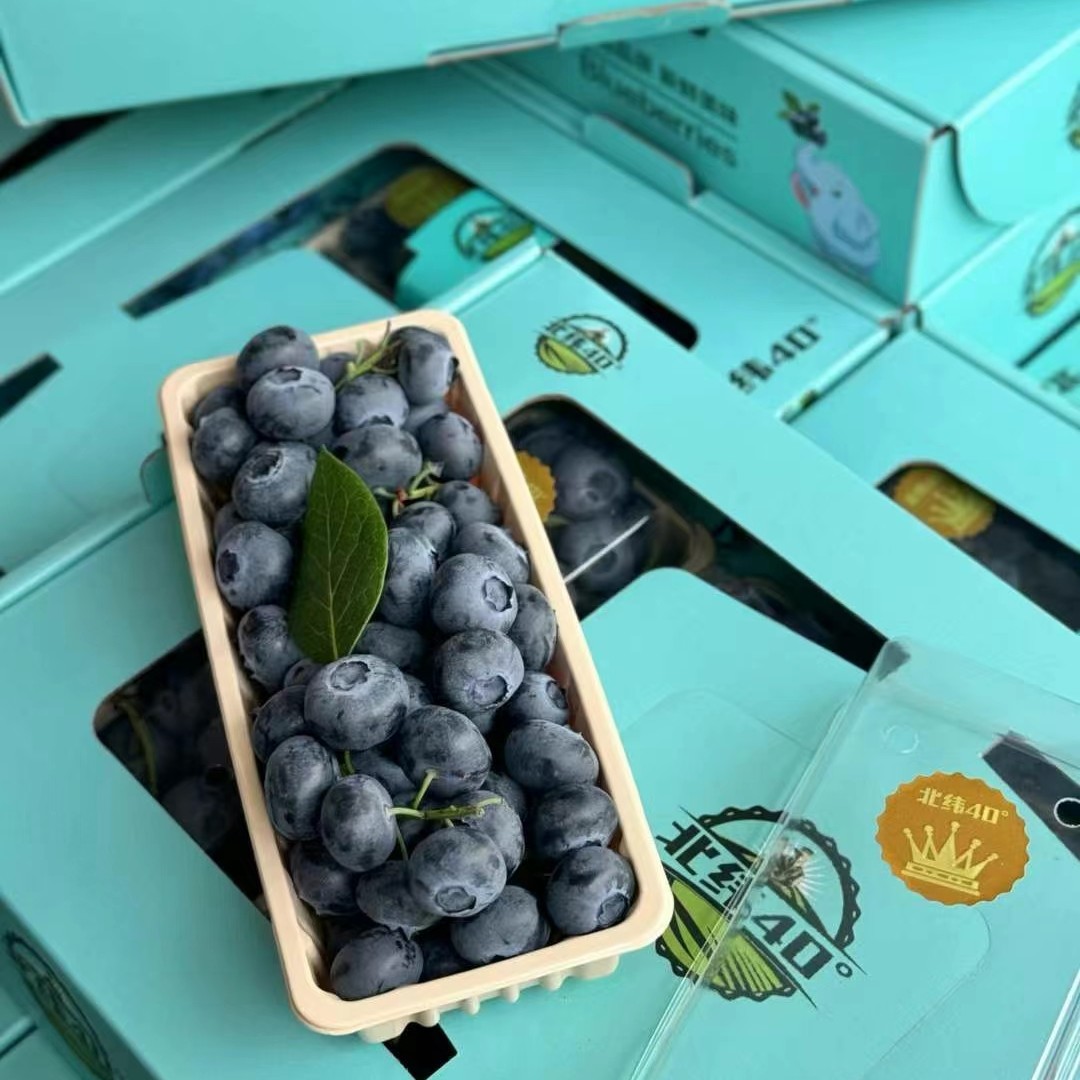 【老沙果业次日达】北纬40°丹东串枝蓝莓16mm-18mm 1斤起新鲜蓝莓同城送辽宁省