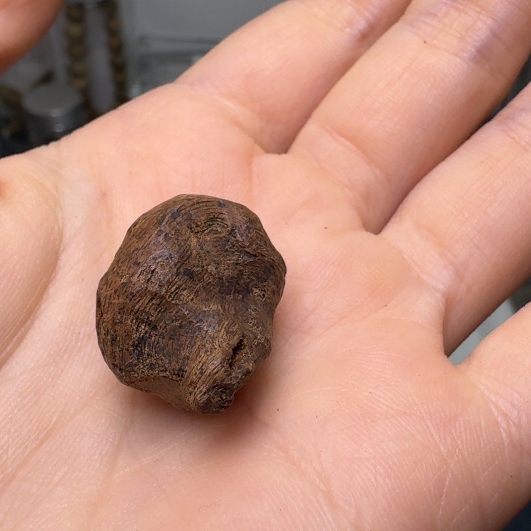 香榧木海南大山横丝熟结小树丁香1.7克