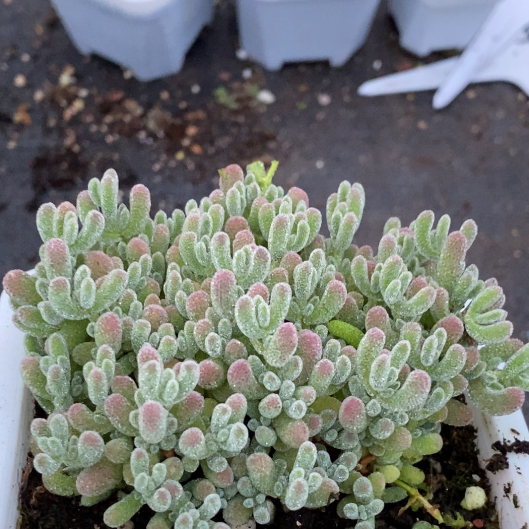 893优选粉冰晶。