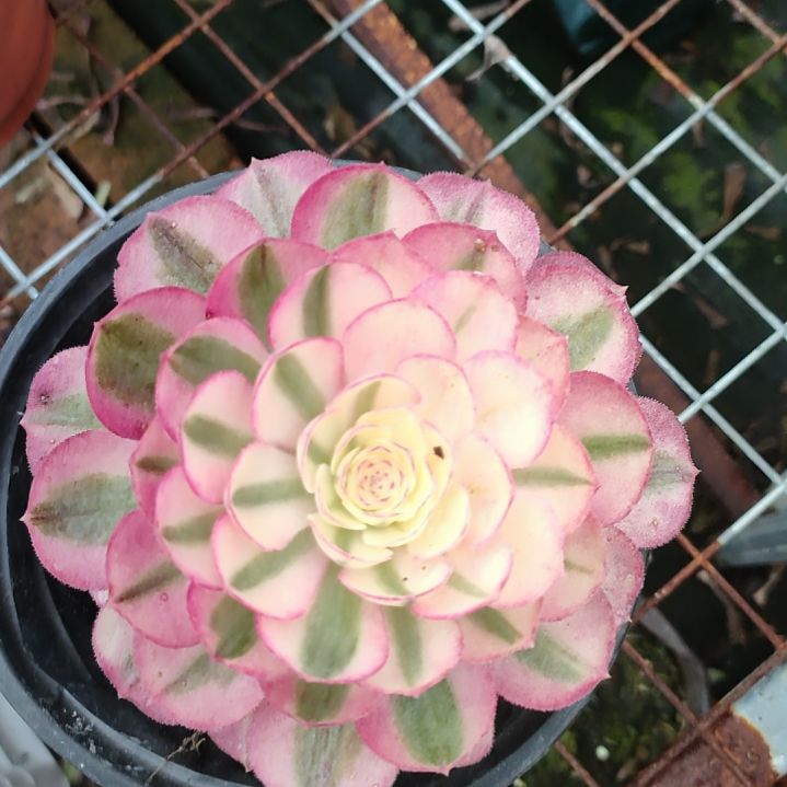 永*多肉法师锦倾城