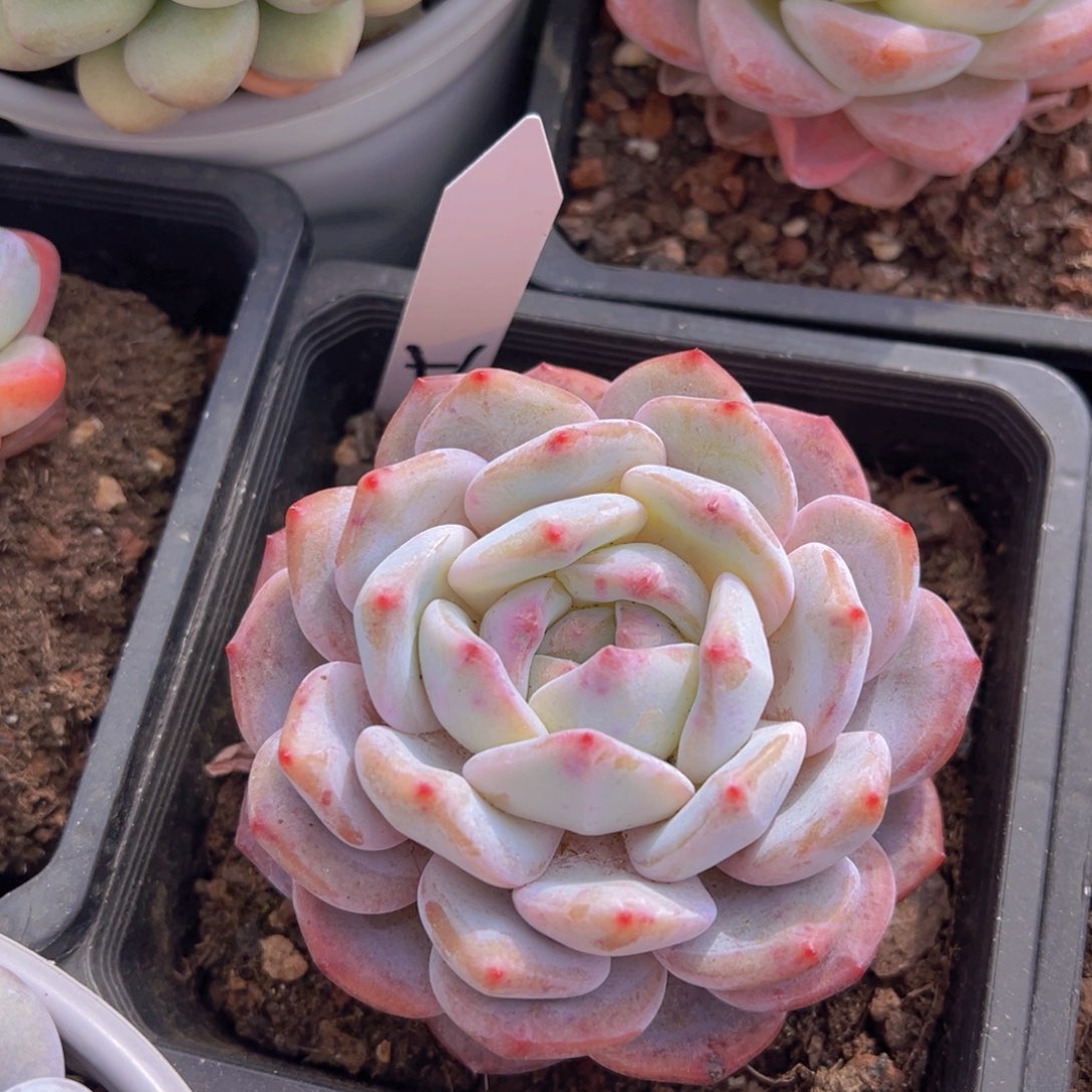 一*?香玉的故事是一个人的故事吗我