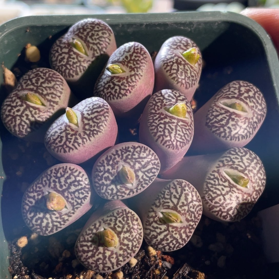 714红纹墨植物一物一拍