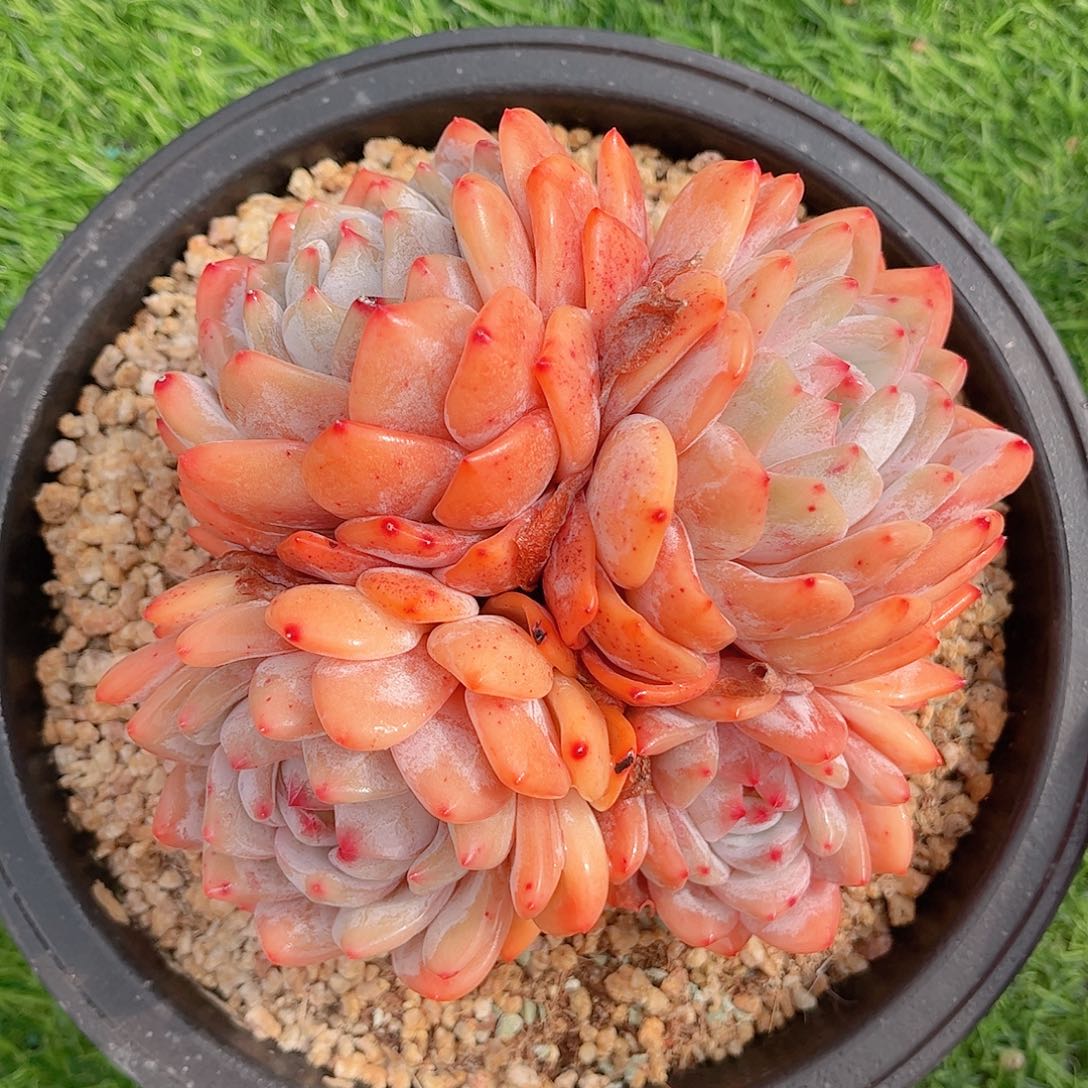 韩版奶油橙精品多肉