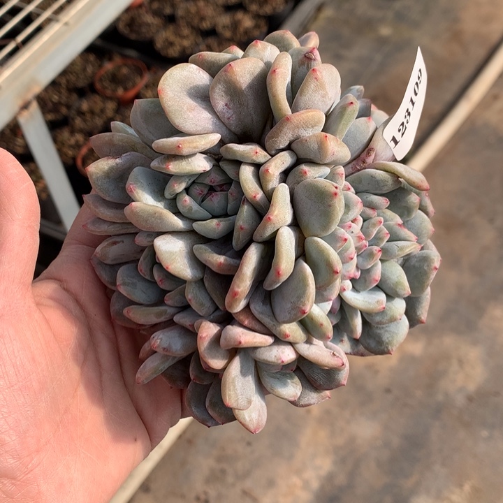 家***贝123109朵缀嗯嗯嗯嗯嗯好