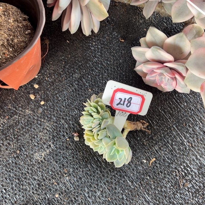 流***℡星娜塔缀一物一拍218号