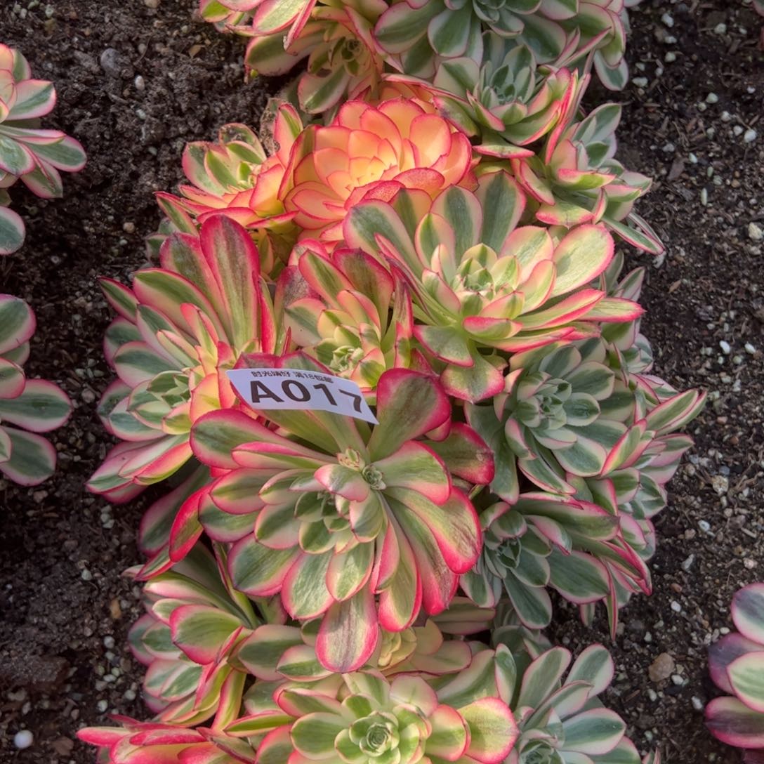 017荔枝多肉植物