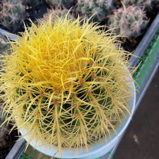 墨西哥黄金怒刺狂虎精品
