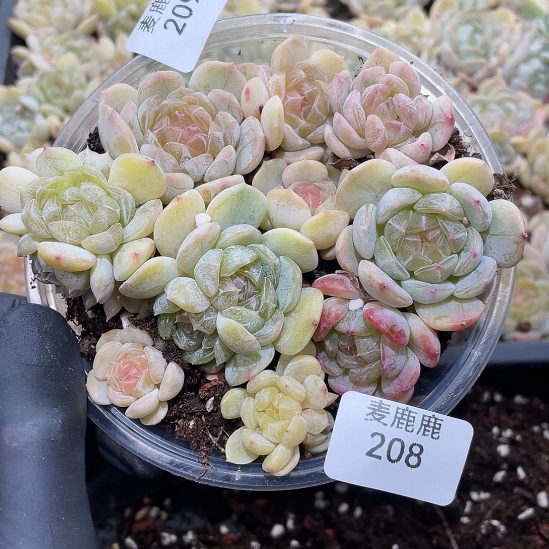 一***宝209。定。            