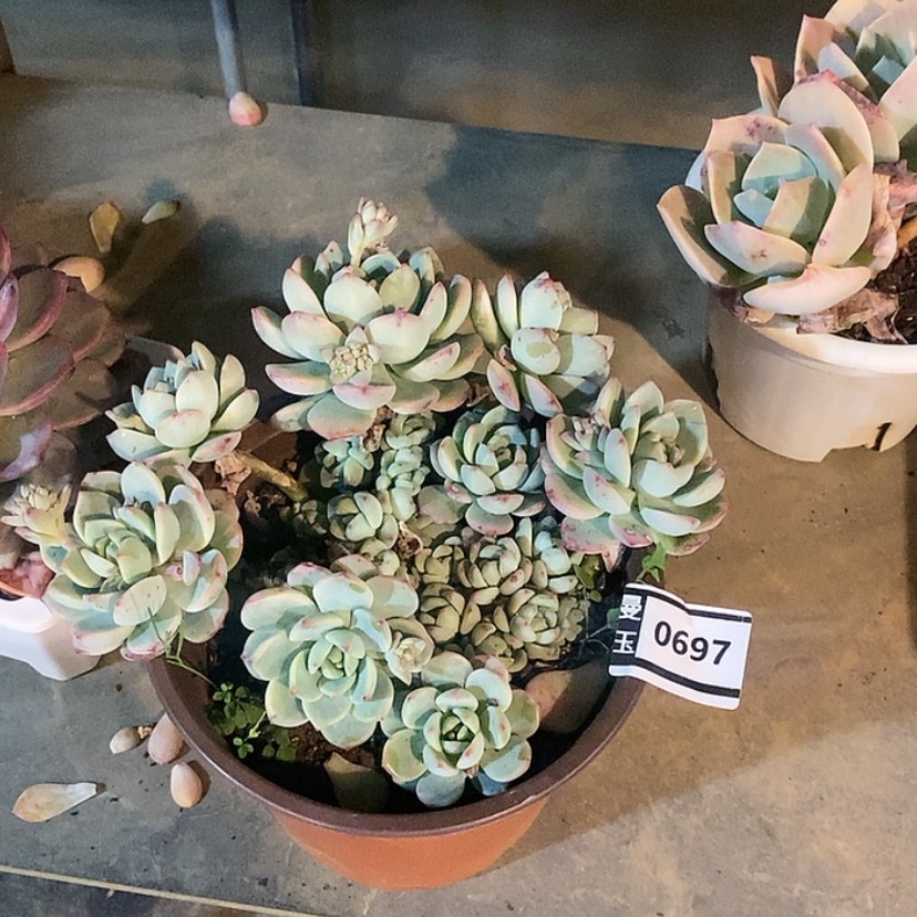 【闪购商品】香草0697多肉