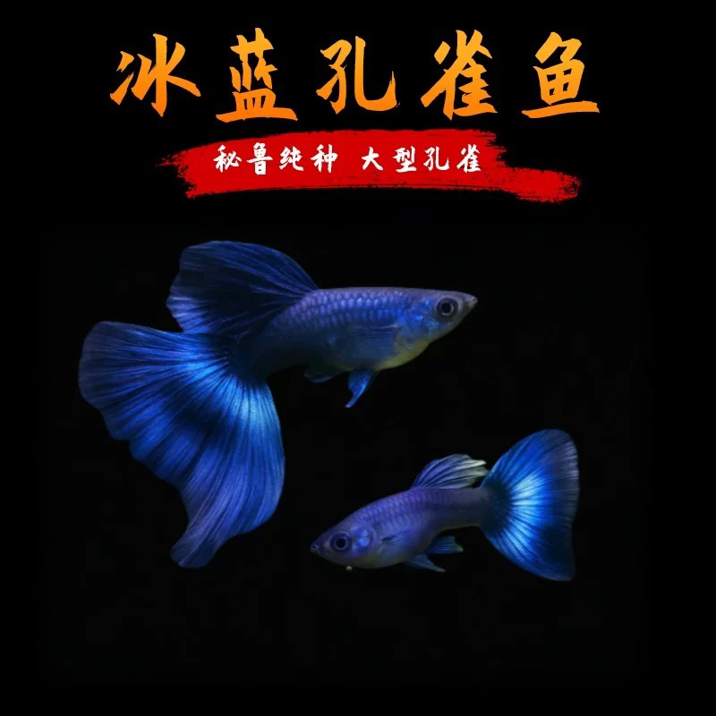 直播间福利精品孔雀鱼大号莫斯科冰蓝种鱼（入缸后不包损）