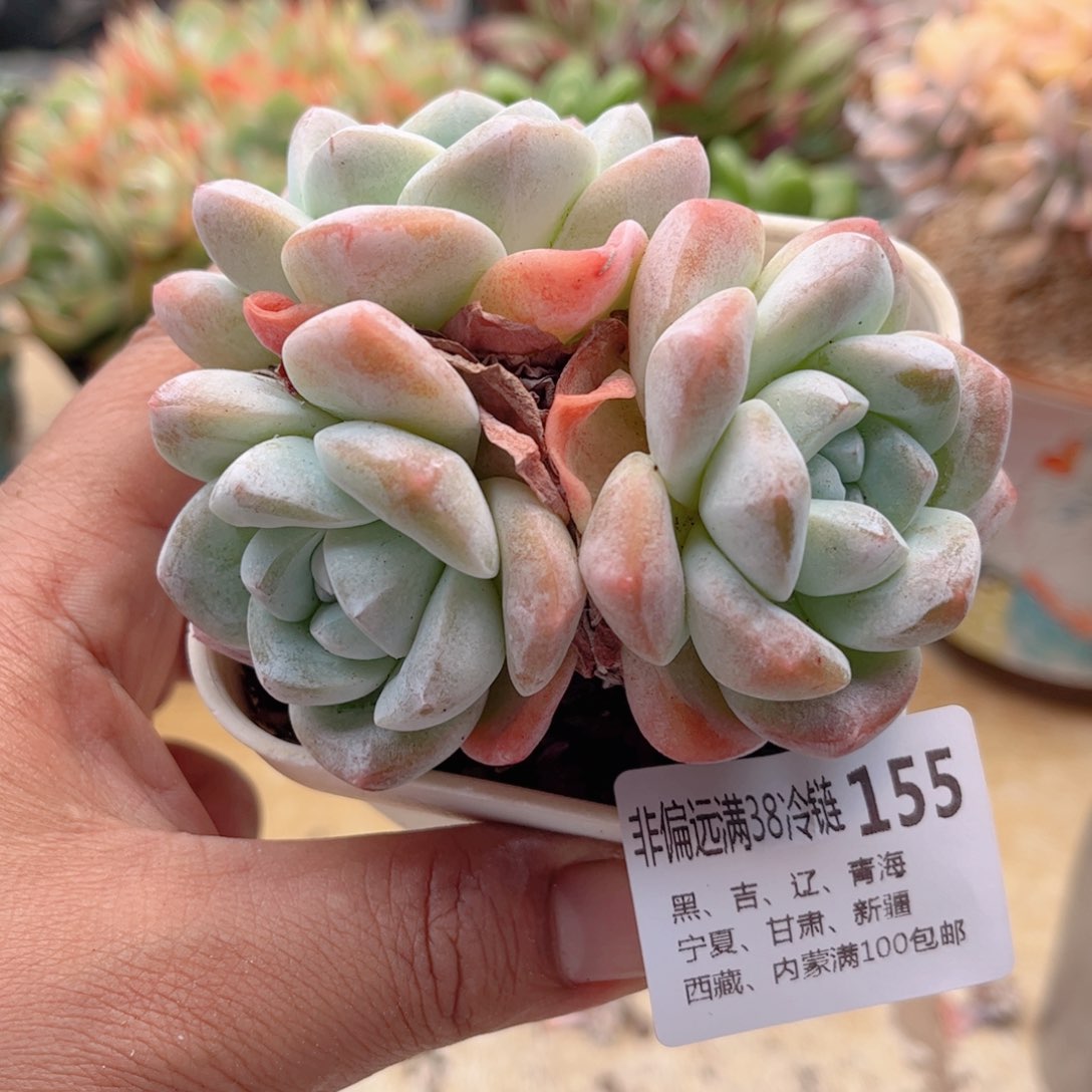 155冰玉德华多肉