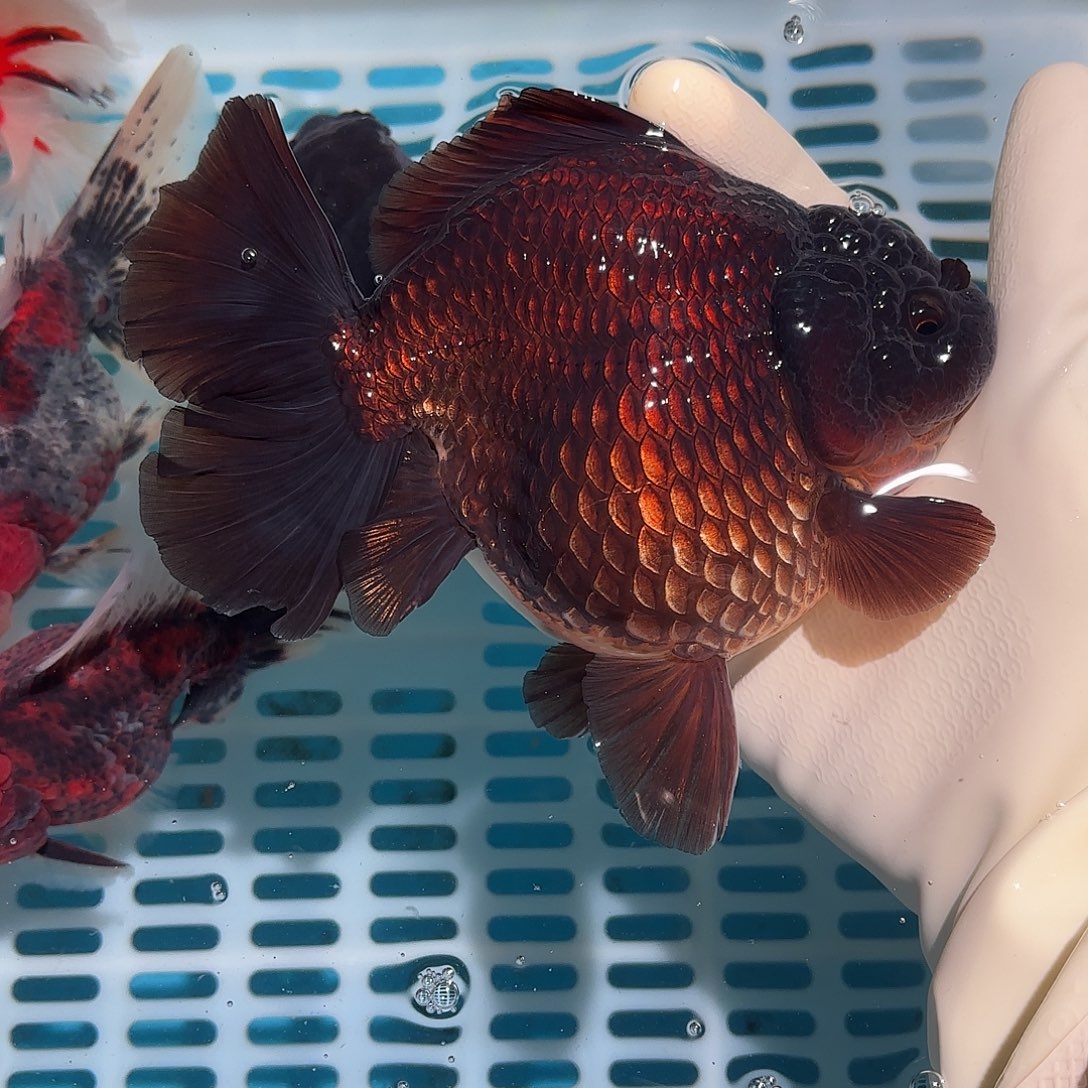 金鱼金鱼1185484488