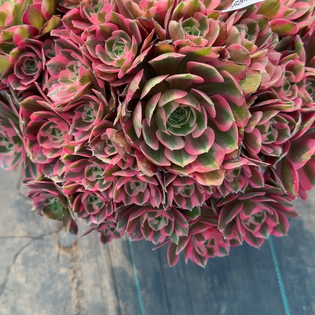 暮*6840胭脂雪多肉多肉