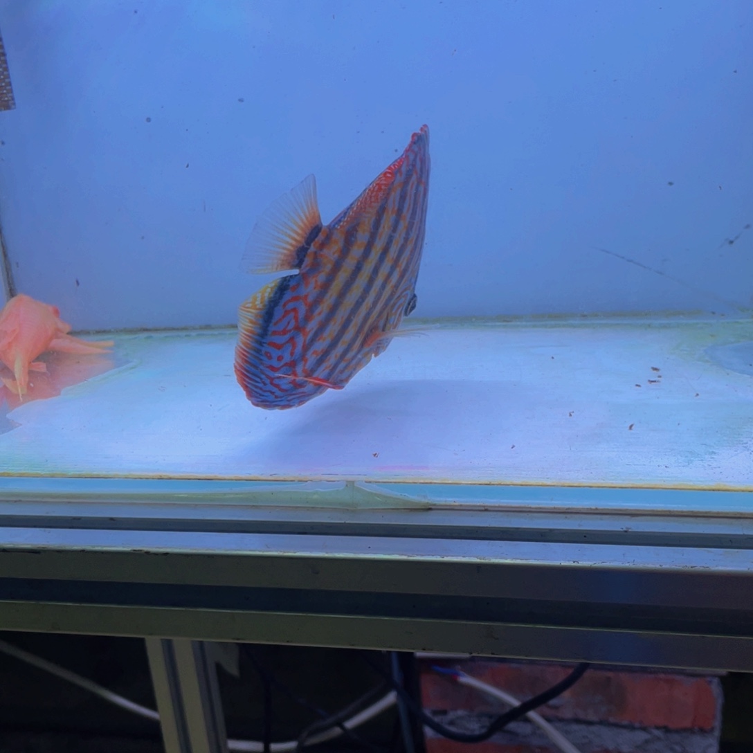 神仙鱼用***道马赛克