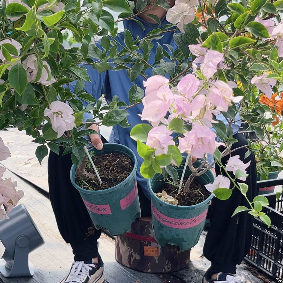 大部分开放少量花苞丽娜或苹果花一颗