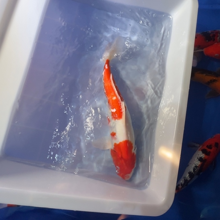 锦鲤锦鲤红白红白35