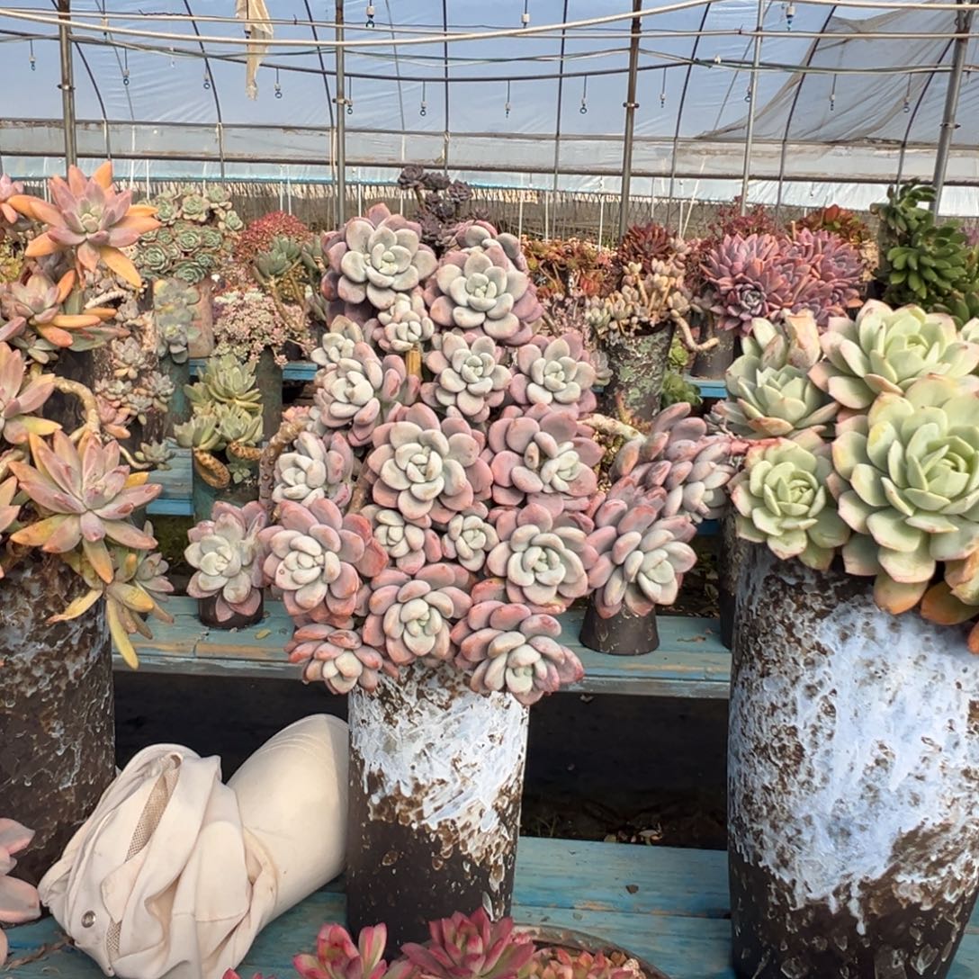 精品红洛神妖桩裸肉