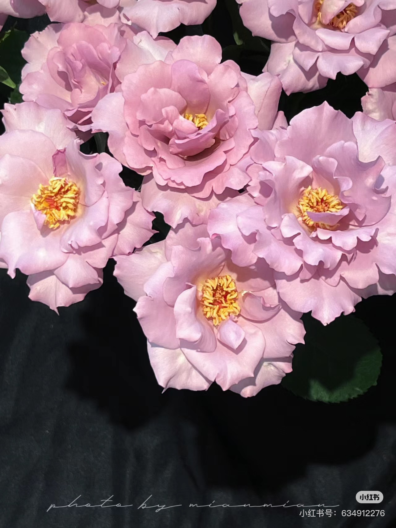 （醒目花产）玫瑰时装10支！三件顺丰空运20%不售后