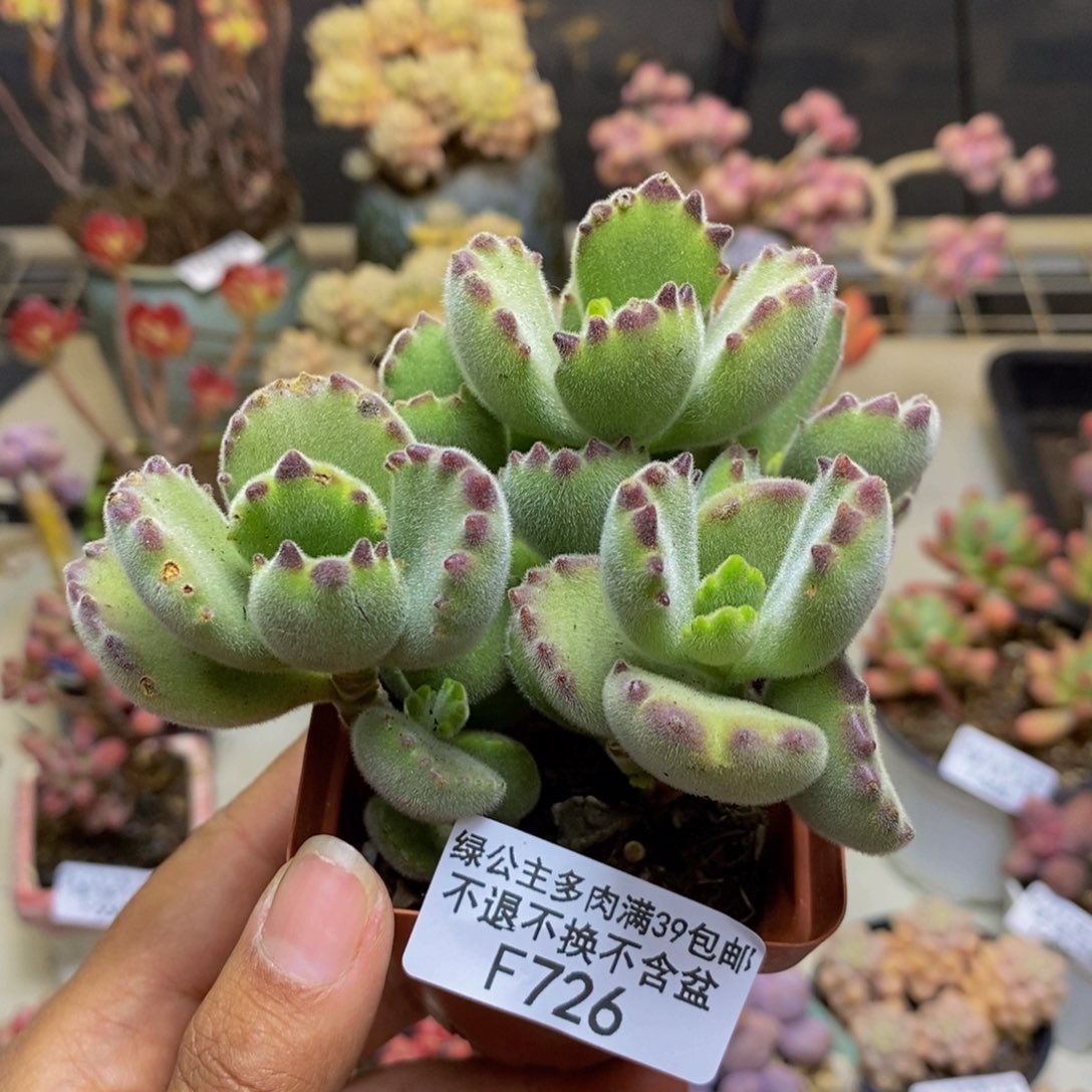 726猫抓轻微掉叶