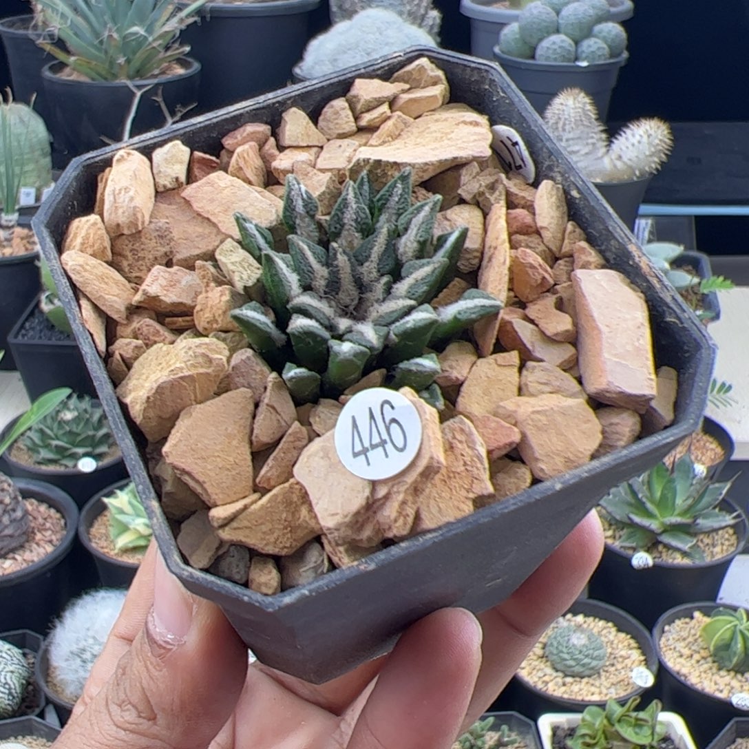 黑牡丹实生一物一拍