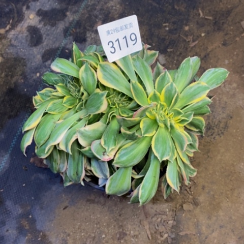 灿烂多肉植物3119