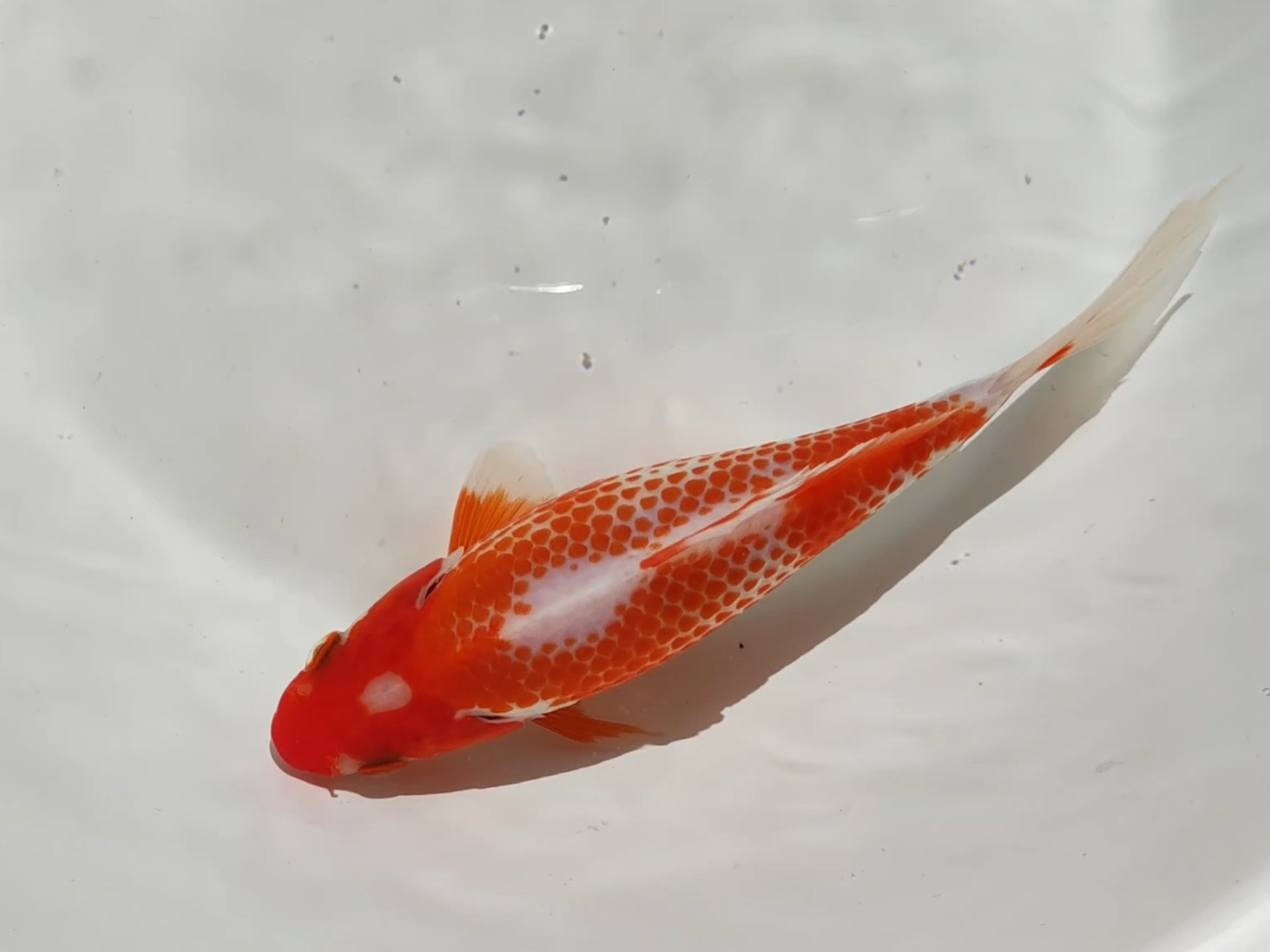 高端短尾草金冷水观赏鱼耐活好养适合家居观赏