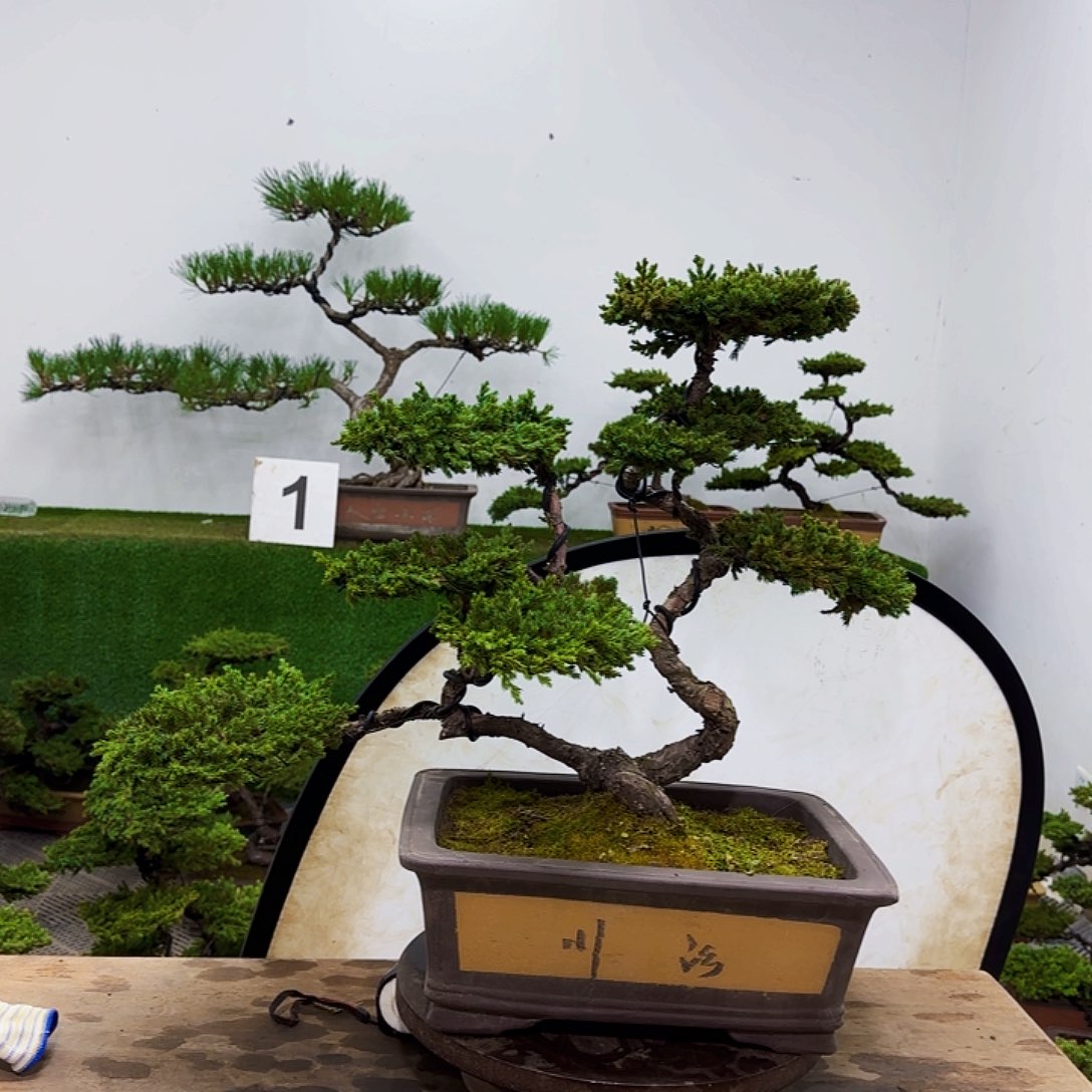 盆景盆景盆景盆景