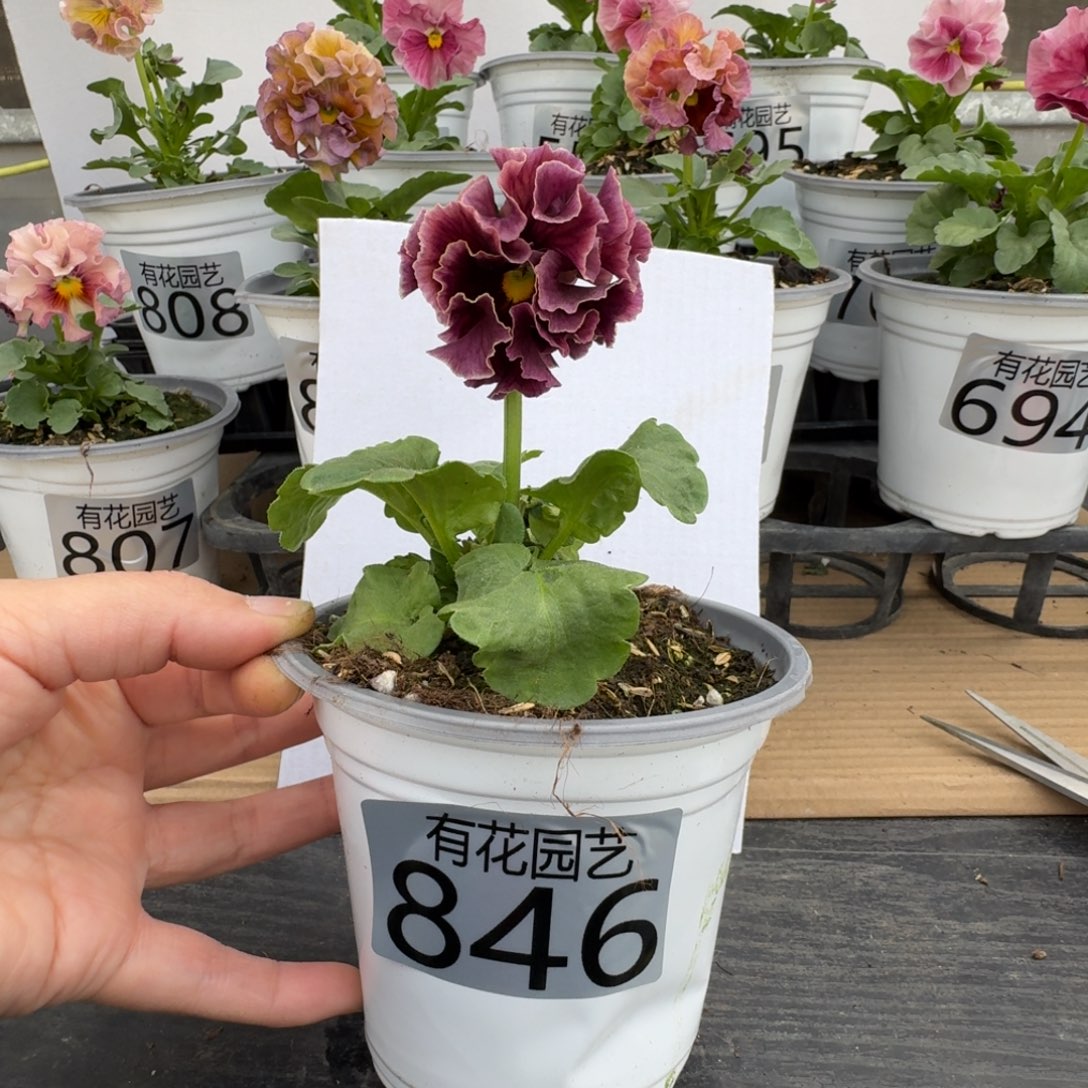 无花朵846号角堇