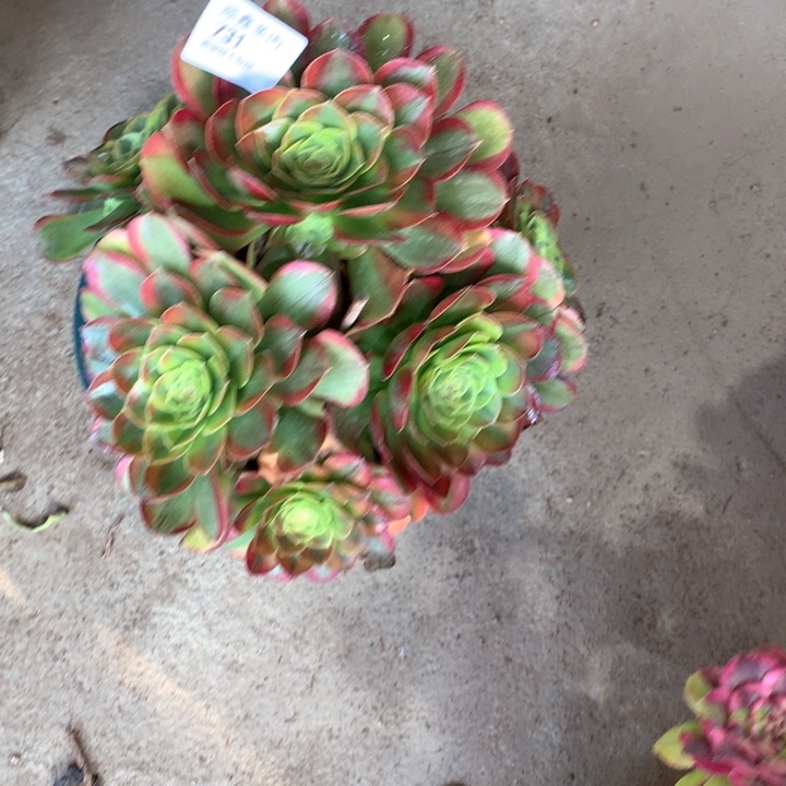 731奶白多肉植物