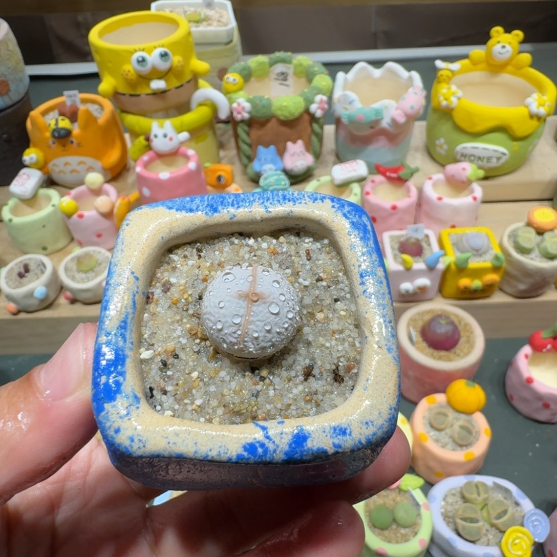 红陶蘑菇709高尔夫