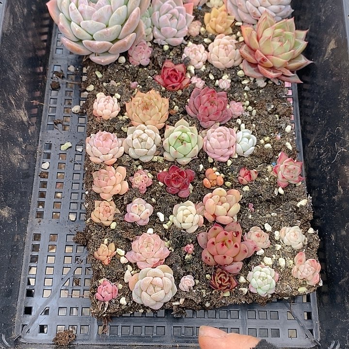 268 多肉植物盆栽花卉植物