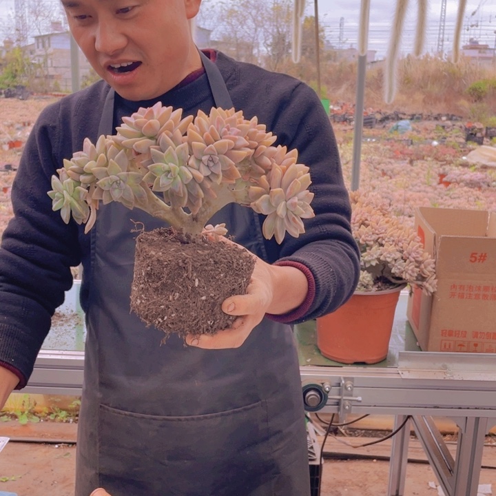 228淡雪缀化一物一拍