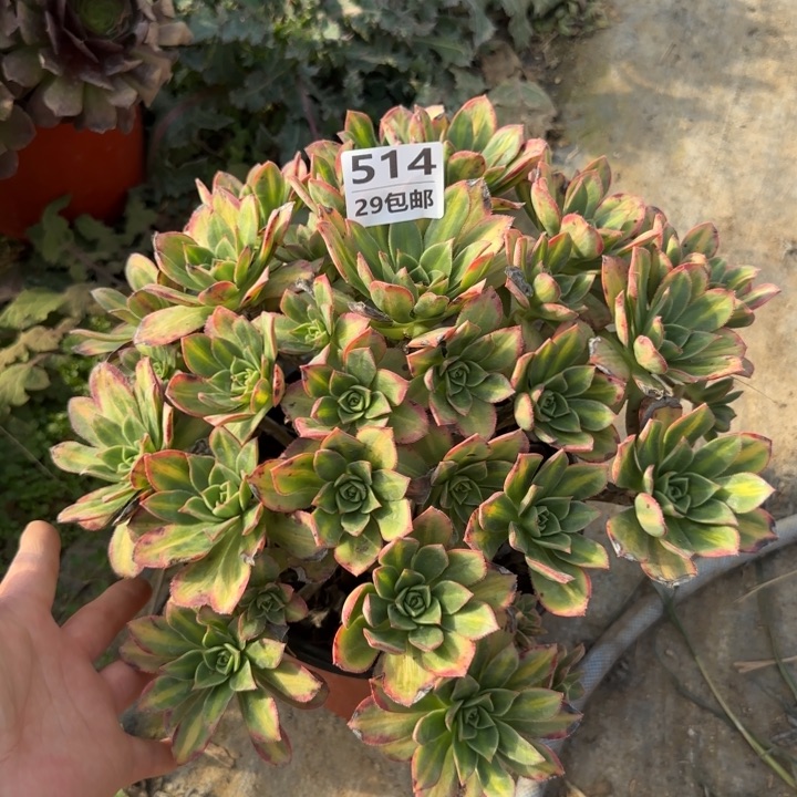 星灿……多肉植物……