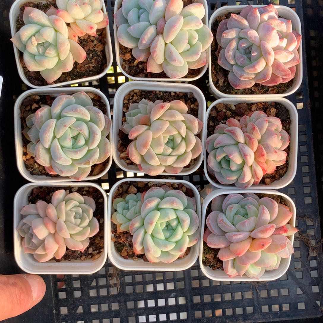 1201-86 套餐一组