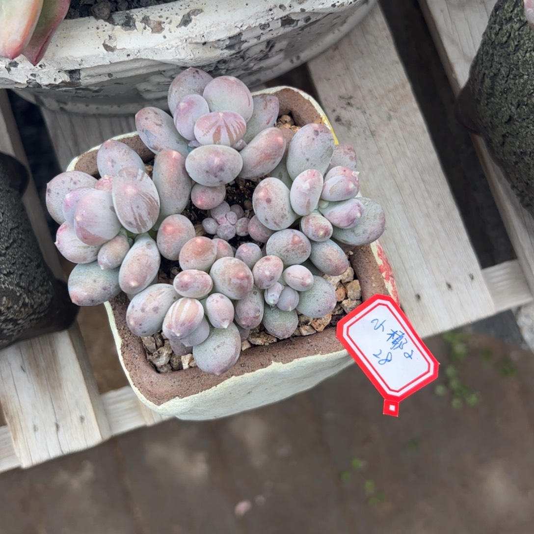 多肉植物多肉植物