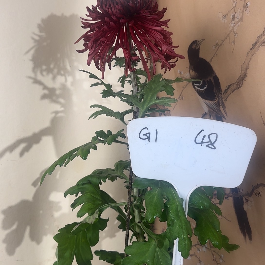 全部花朵G1111111