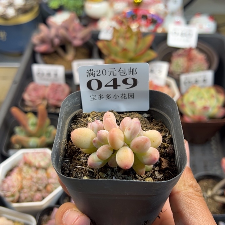 三日月美人四头一物一拍多肉满20包邮明天发货