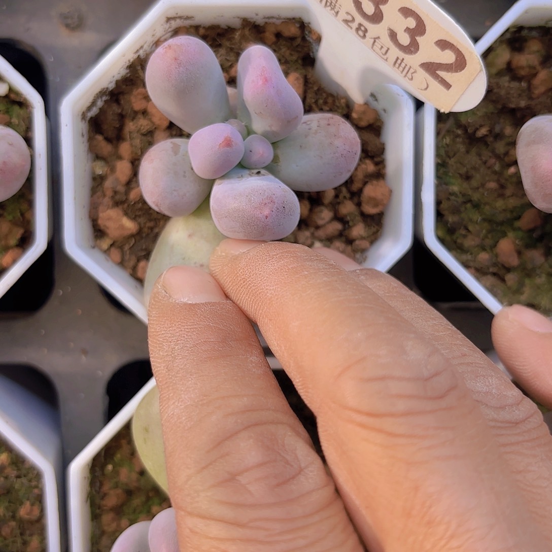 A332Mike奶一物一拍