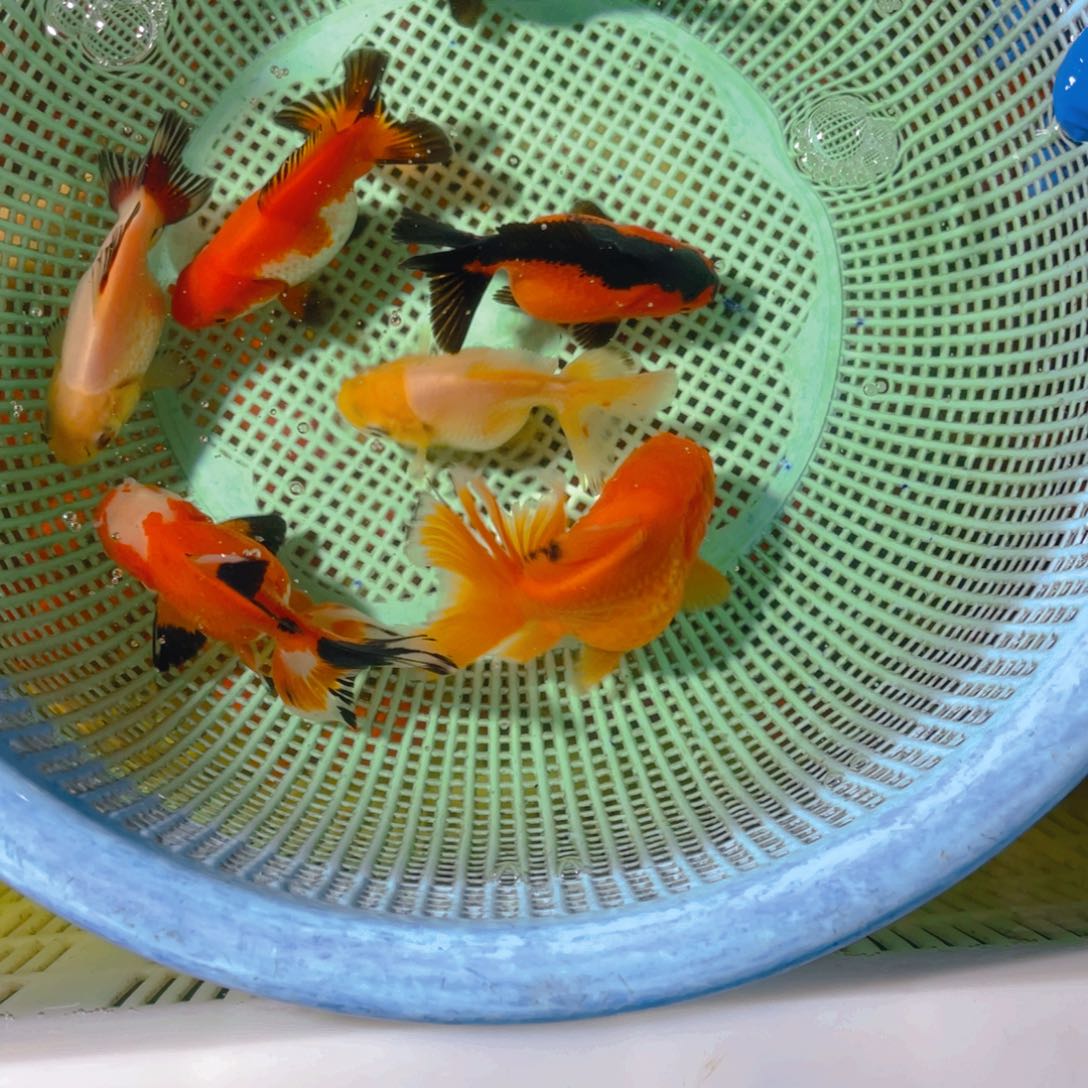 海水鱼花泰狮金鱼21