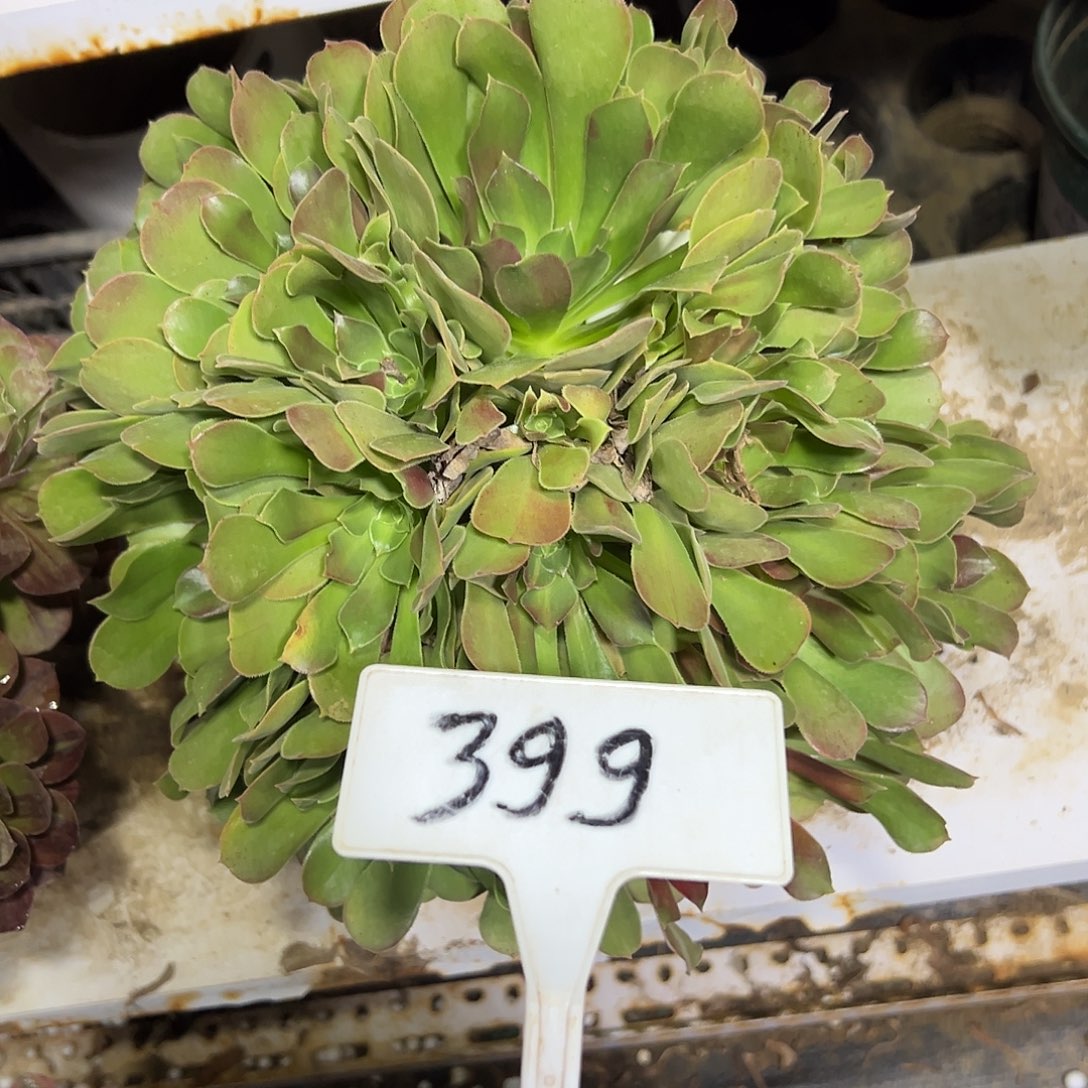 多肉植物七彩法师399