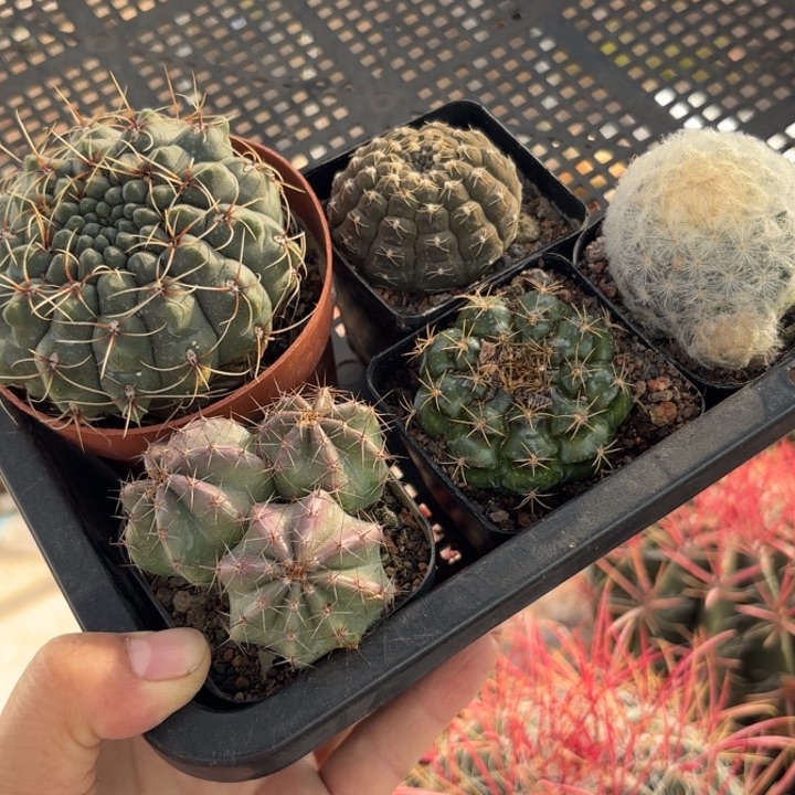 五个福利款好养皮实好活