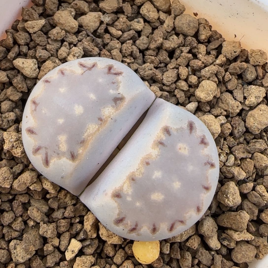 2.6厘米饼干多肉植物百科