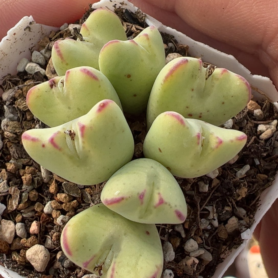 014多肉植物百科