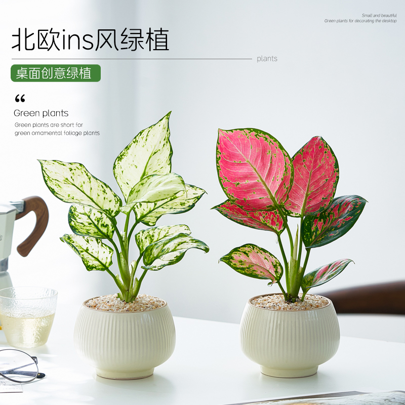 如意皇后吉利红室内盆栽好养活办公室桌面花卉绿植白如意净化空气